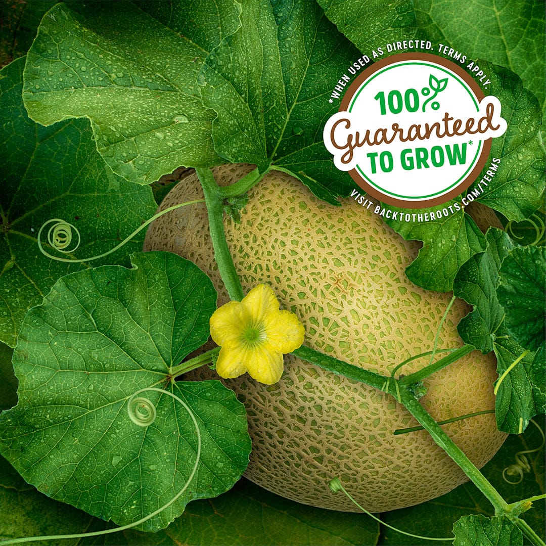 Organic Cantaloupe Seeds — 'Honey Rock' - Image 6