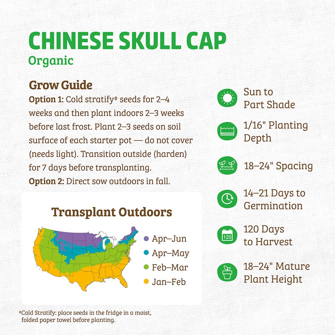 Regenerative Organic Certified® Chinese Skullcap Seeds - Image 4