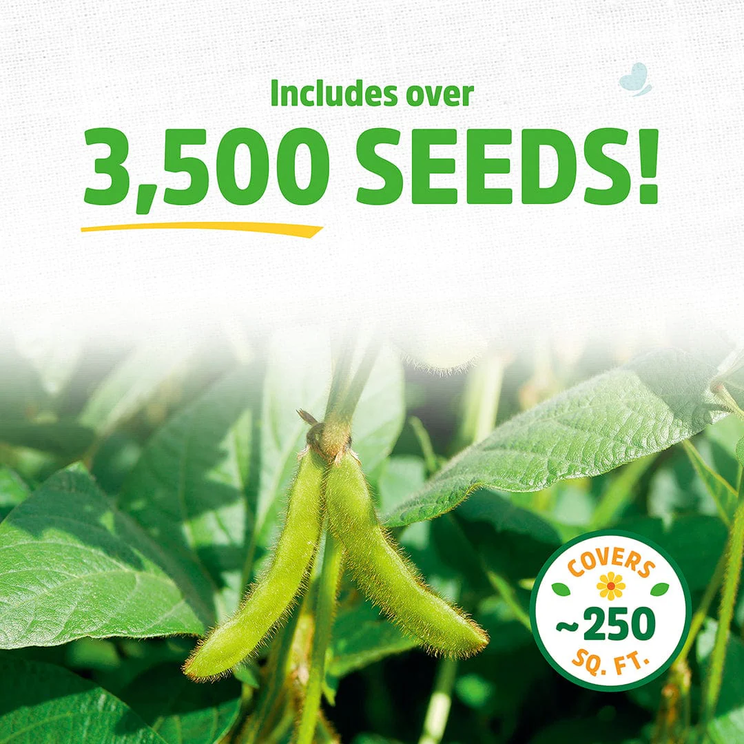 Organic Soybean Cover Crop Seeds - Image 3
