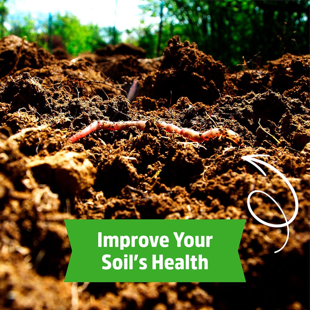 Organic Soybean Cover Crop Seeds - Image 6