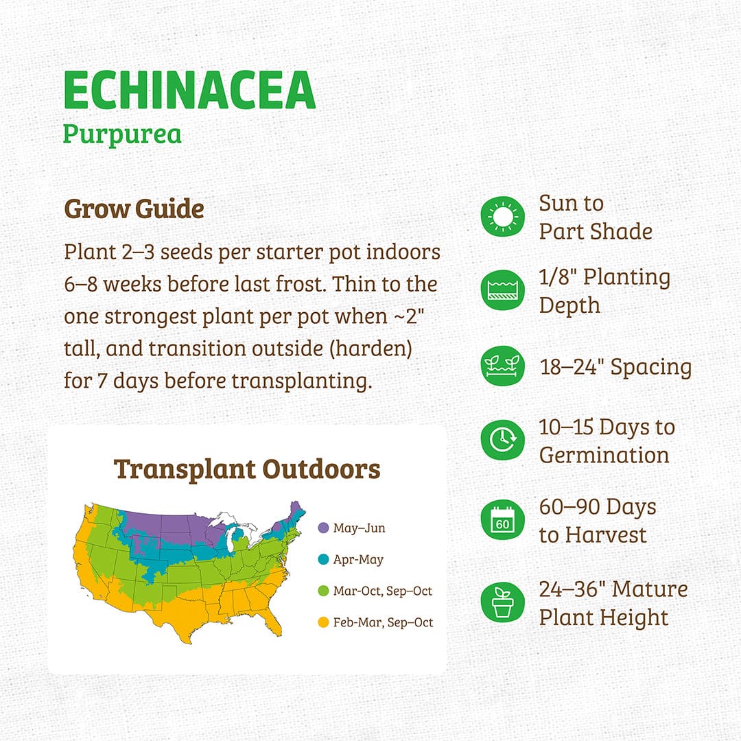 Regenerative Organic Certified® Echinacea (Purpurea) Seeds - Image 4