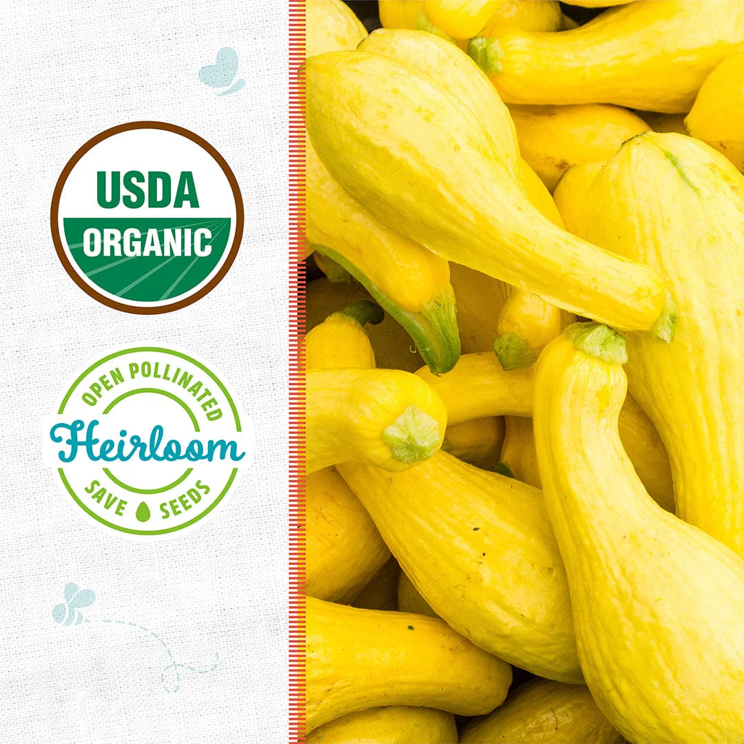 Organic Squash Seeds — 'Crookneck' - Image 2