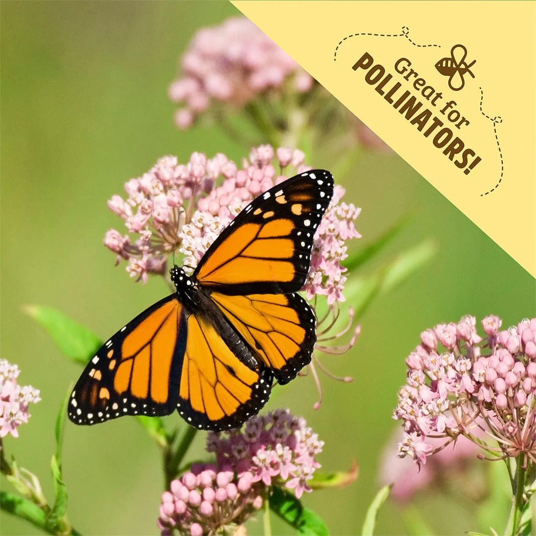 Regenerative Organic Certified® Yarrow Seeds - Image 6