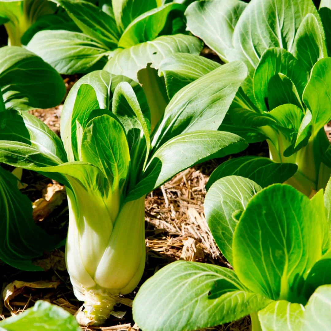Organic Super Greens 10-Pack - Image 10
