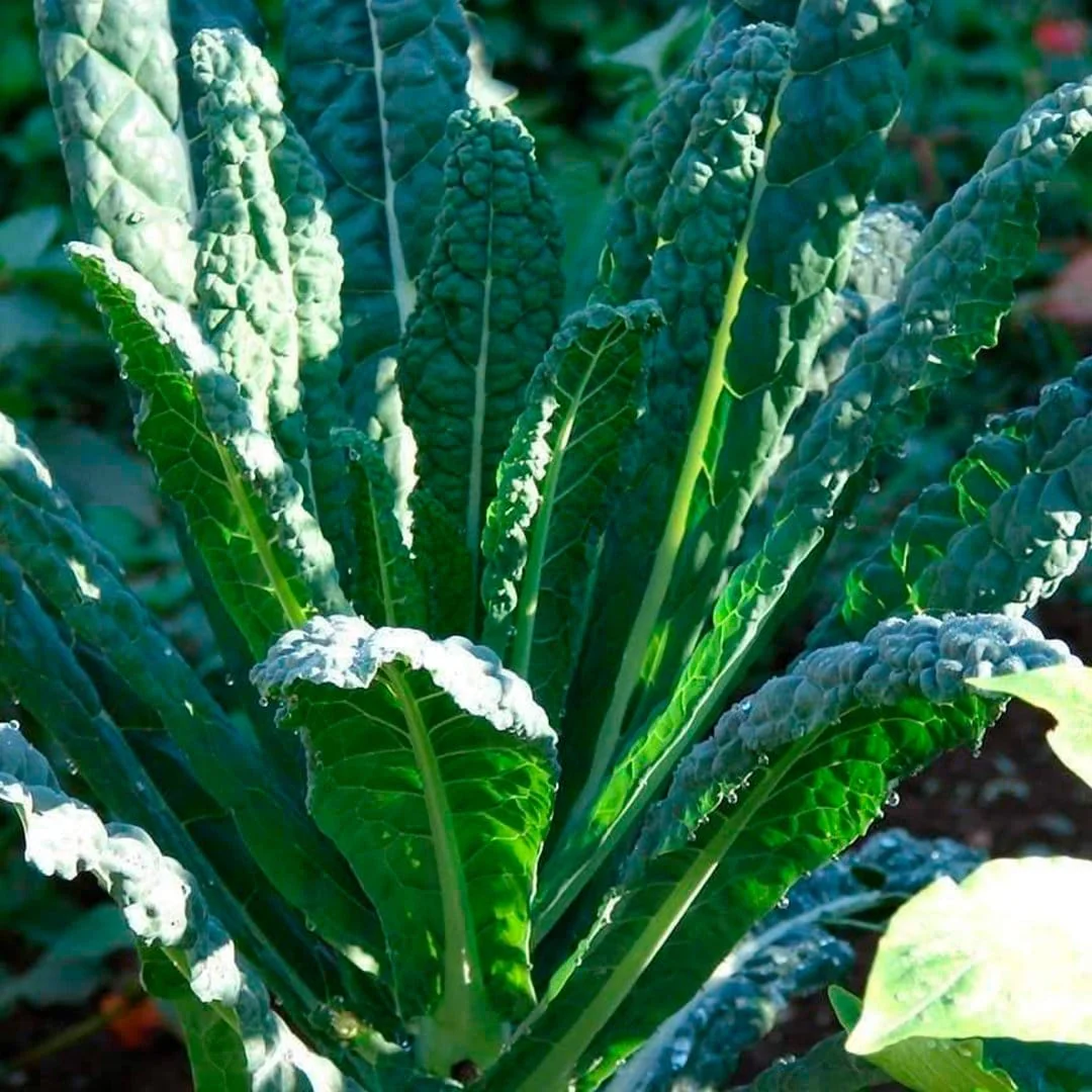 Organic Super Greens 10-Pack - Image 4