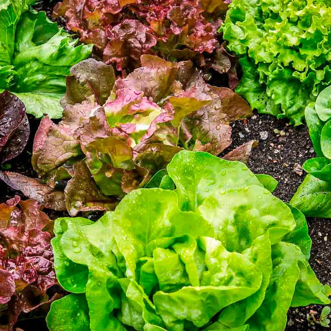 Organic Super Greens 10-Pack - Image 6