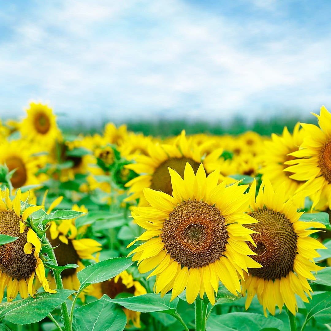 Organic Flower 5-Pack Seed Bundle - Image 10