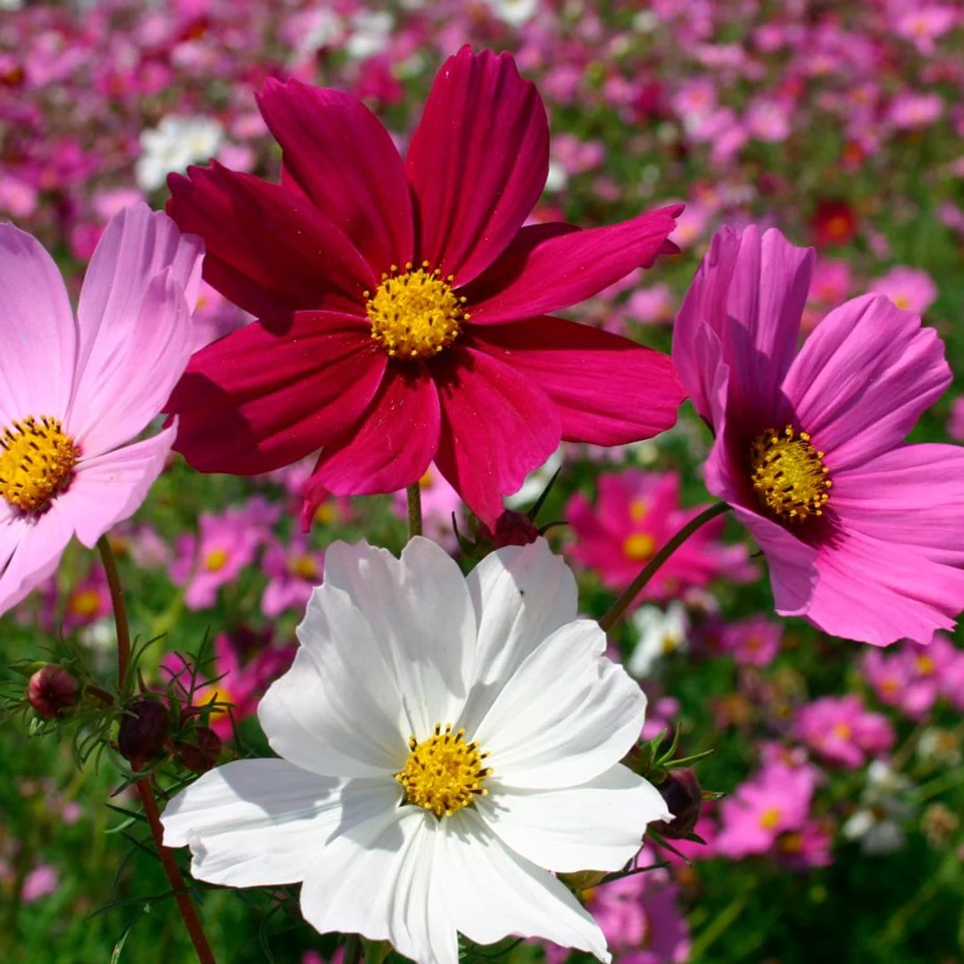 Organic Flower 5-Pack Seed Bundle - Image 8