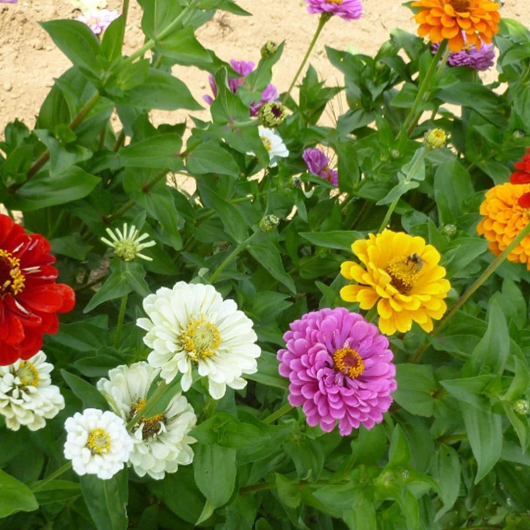 Organic Flower 5-Pack Seed Bundle - Image 9