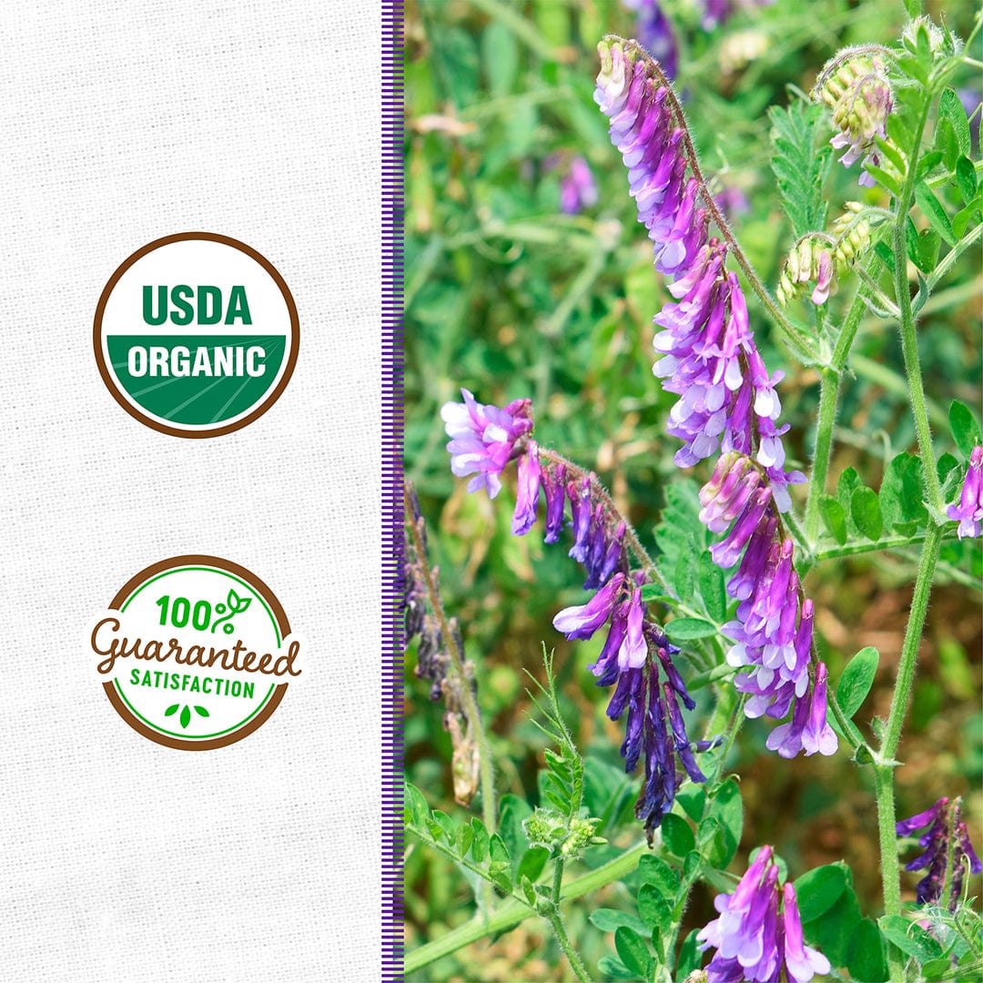 Organic Hairy Vetch Cover Crop Seeds - Image 2