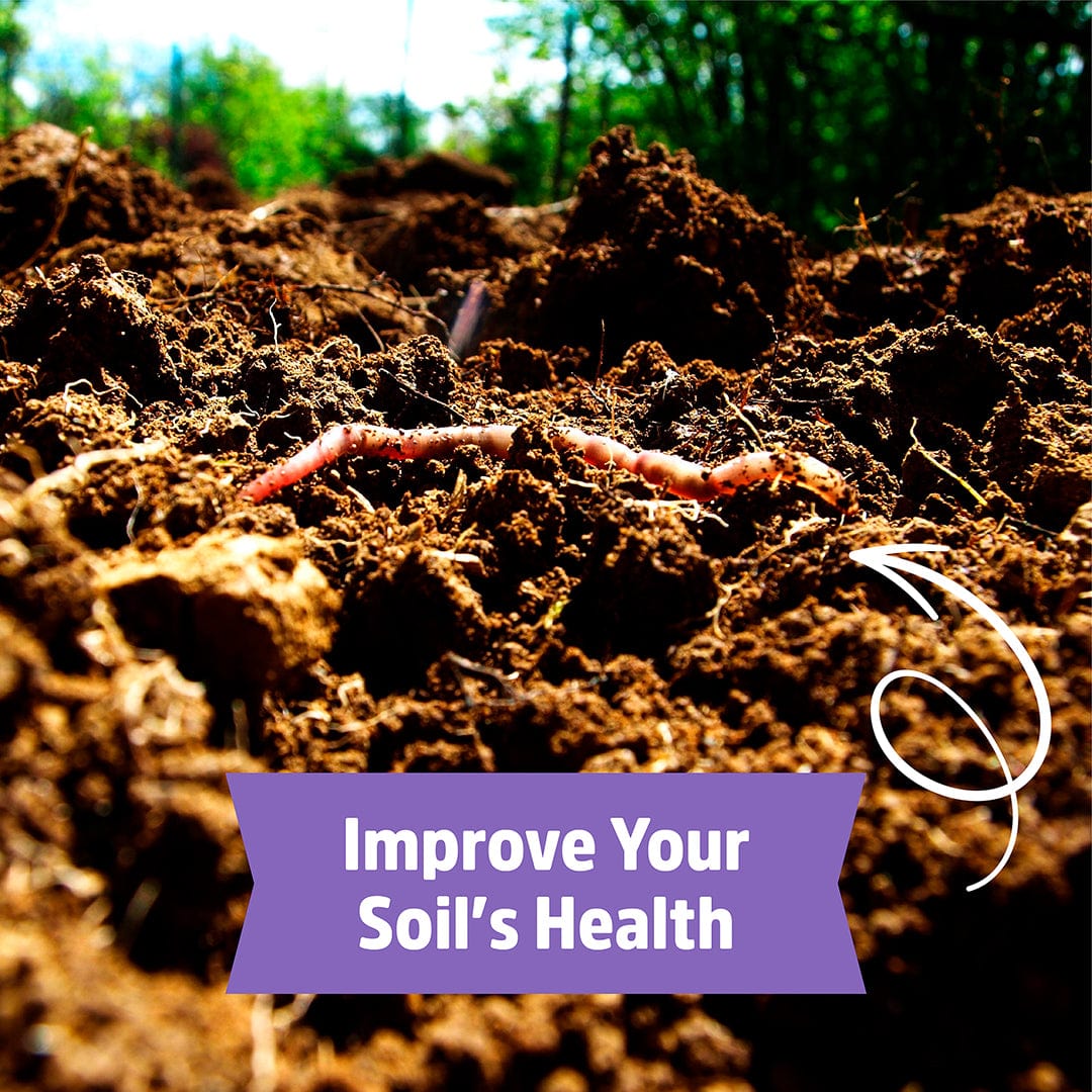 Organic Hairy Vetch Cover Crop Seeds - Image 7