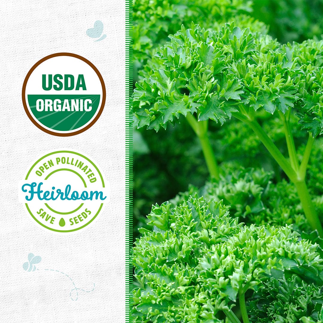 Organic Parsley Seeds — 'Moss Curled' - Image 2