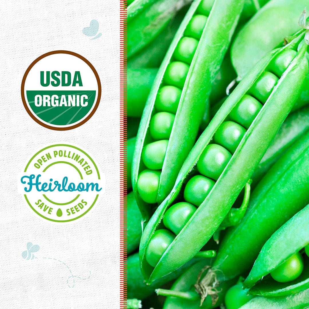 Organic Pea Seeds — 'Green Arrow' - Image 2