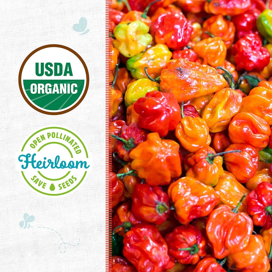 Organic Pepper Seeds — 'Habanero' - Image 2
