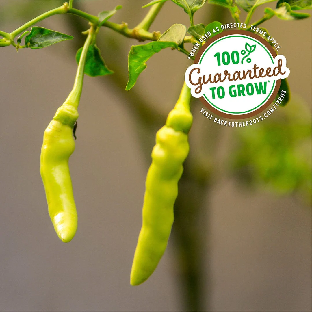 Organic Pepper Seeds — 'Pepperoncini' - Image 5