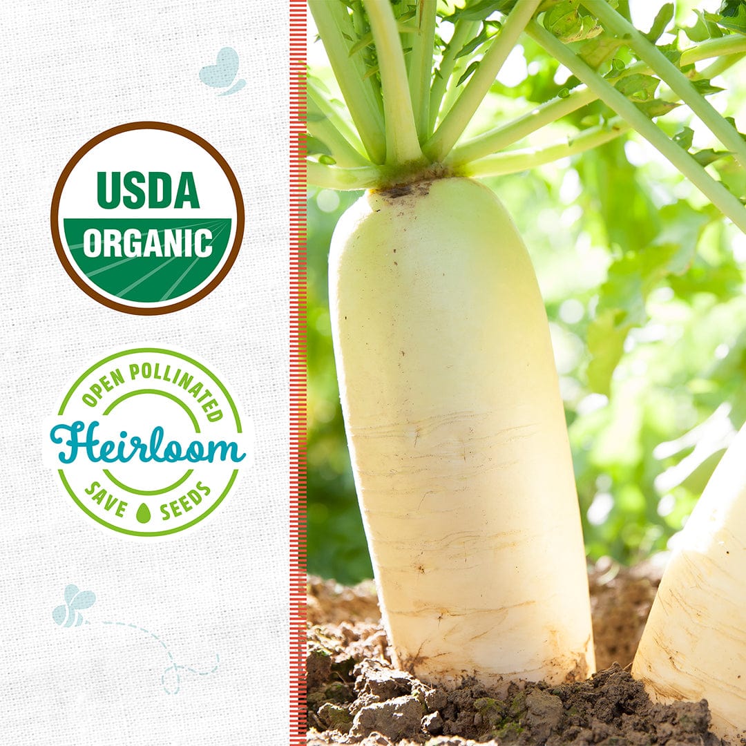 Organic Radish Seeds — 'Daikon' - Image 2