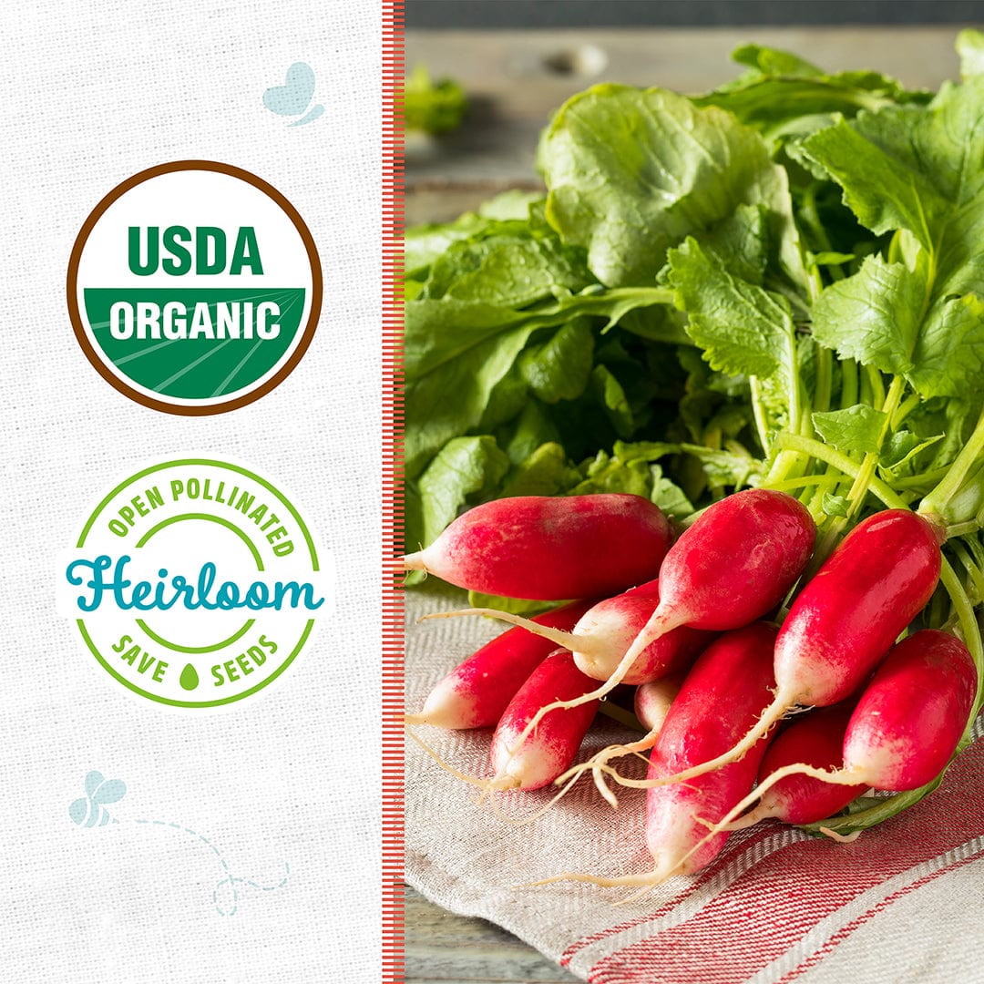 Organic Radish Seeds — 'French Breakfast' - Image 2
