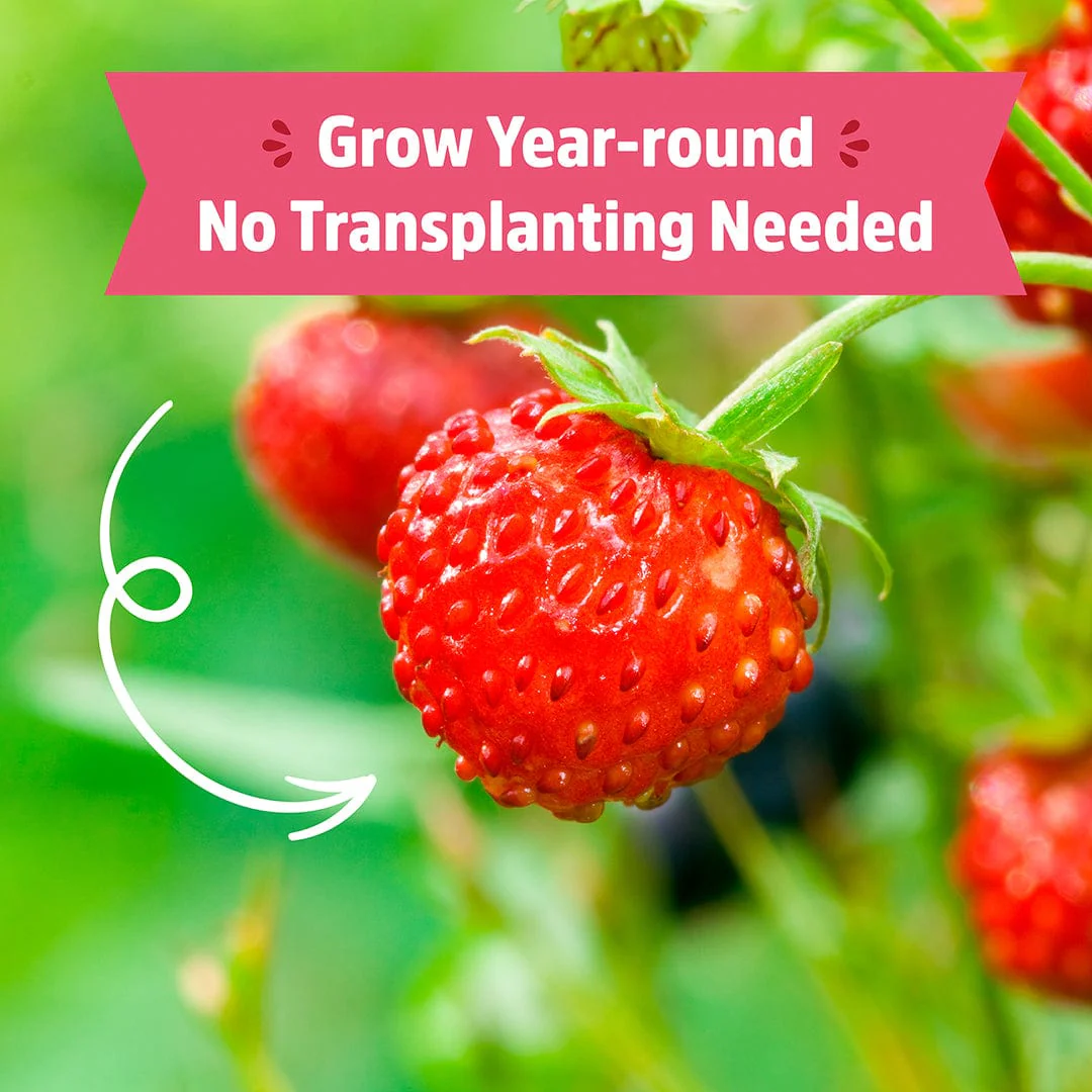 Organic Strawberry Windowsill Grow Kit 🍓 - Image 5