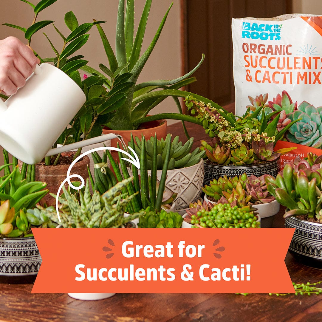 Organic Succulents & Cacti Mix Specialty Blend (6 QT) - Image 3