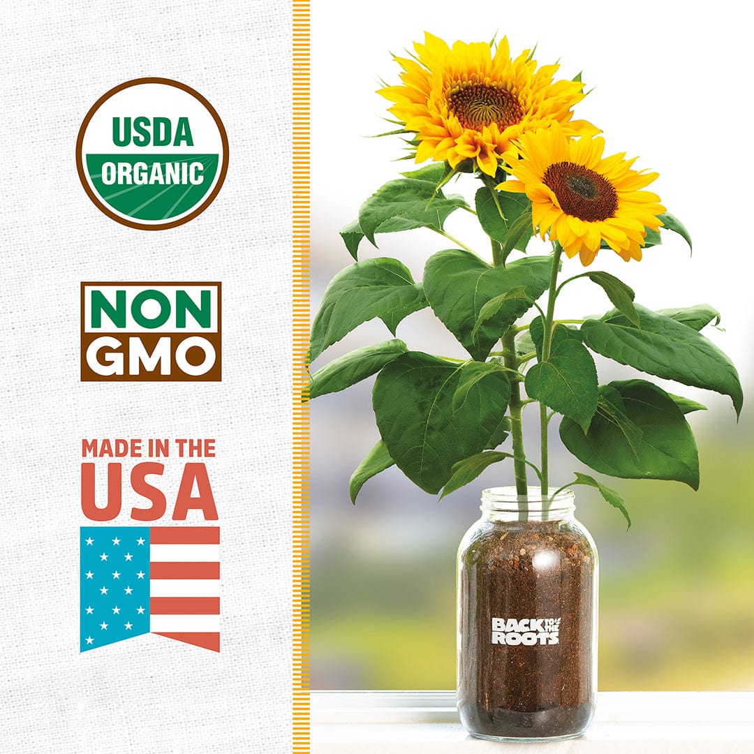 Organic Sunflower Windowsill Grow Kit 🌻 - Image 3