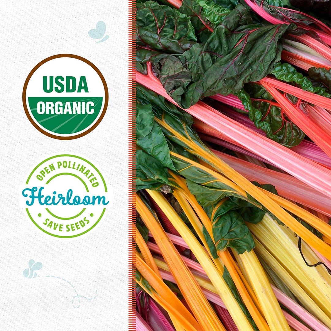 Organic Swiss Chard Seeds — 'Rainbow Mix' - Image 2