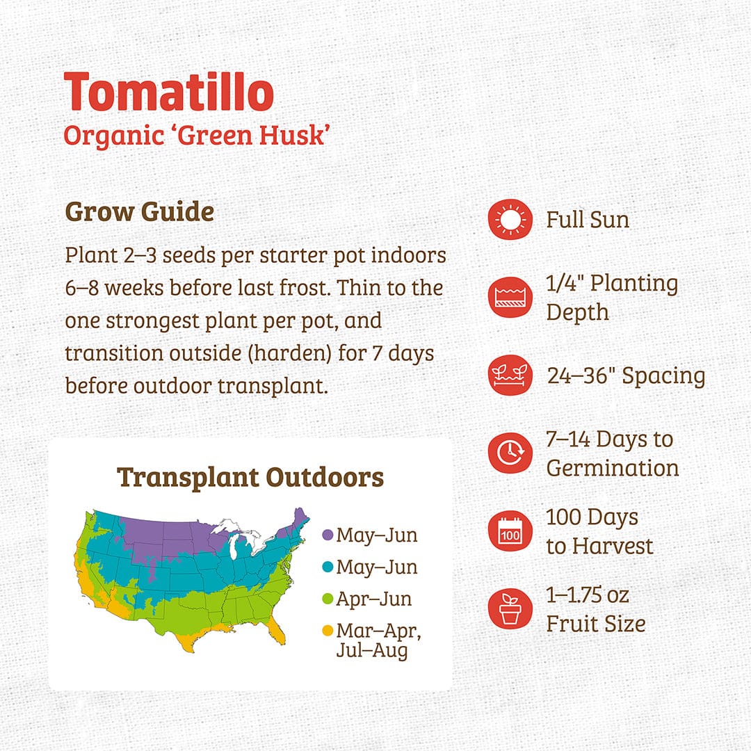 Organic Tomatillo Seeds — 'Green Husk' - Image 3