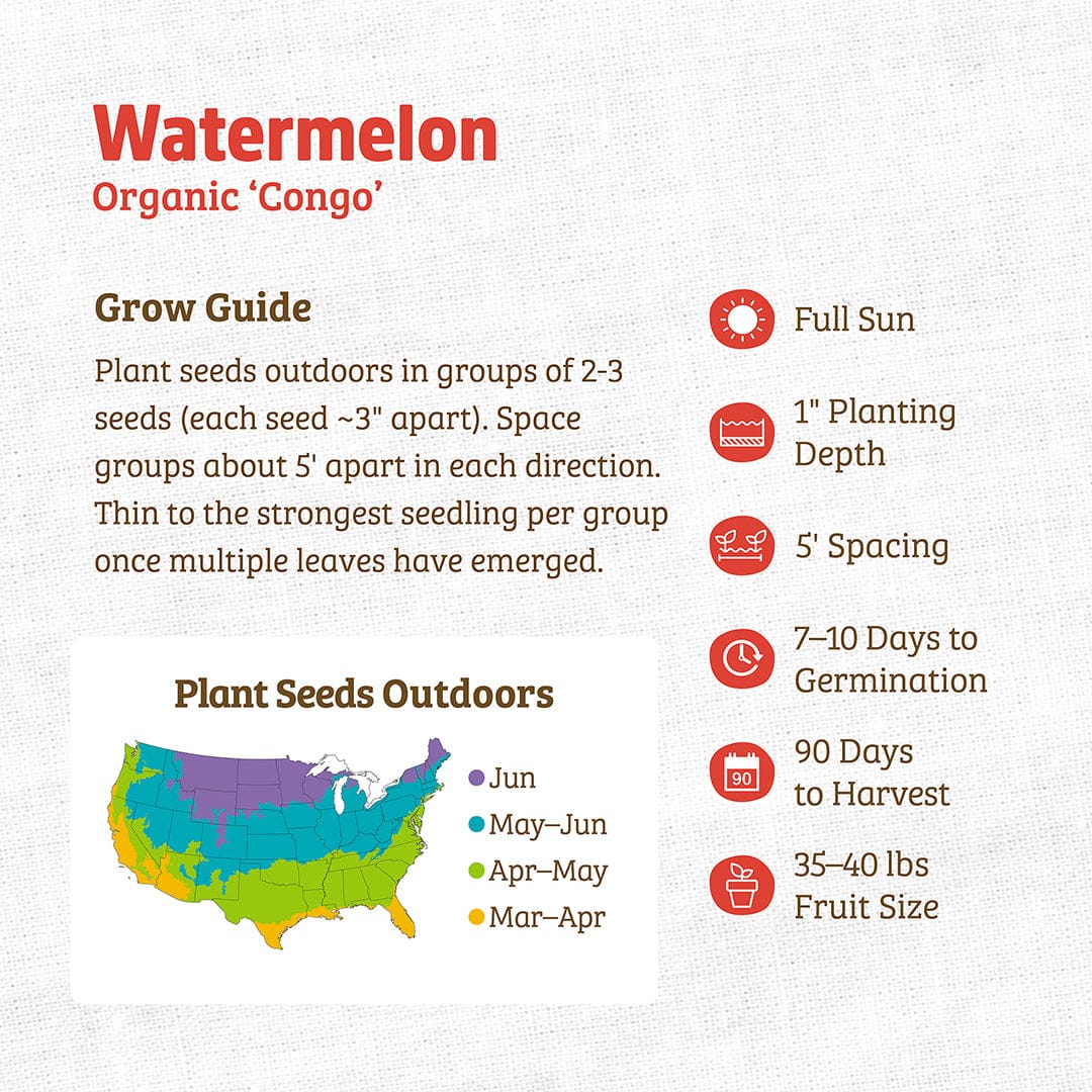 Organic Watermelon Seeds — 'Congo' - Image 3