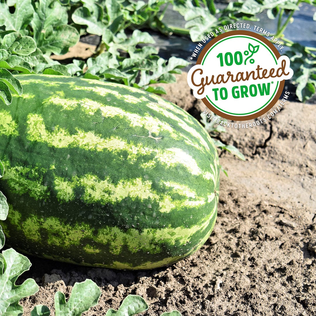 Organic Watermelon Seeds — 'Congo' - Image 5
