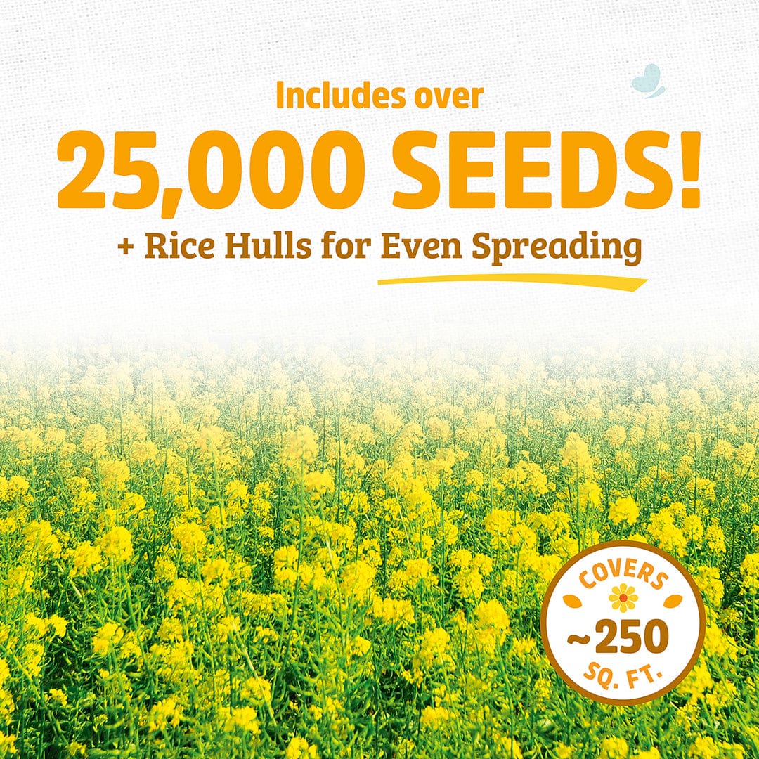 Organic Yellow Mustard Cover Crop Seeds - Image 3