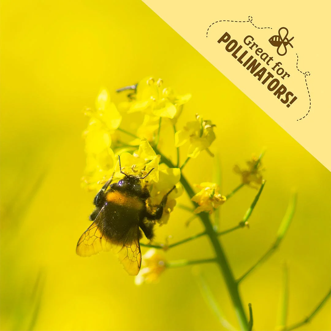 Organic Yellow Mustard Cover Crop Seeds - Image 6