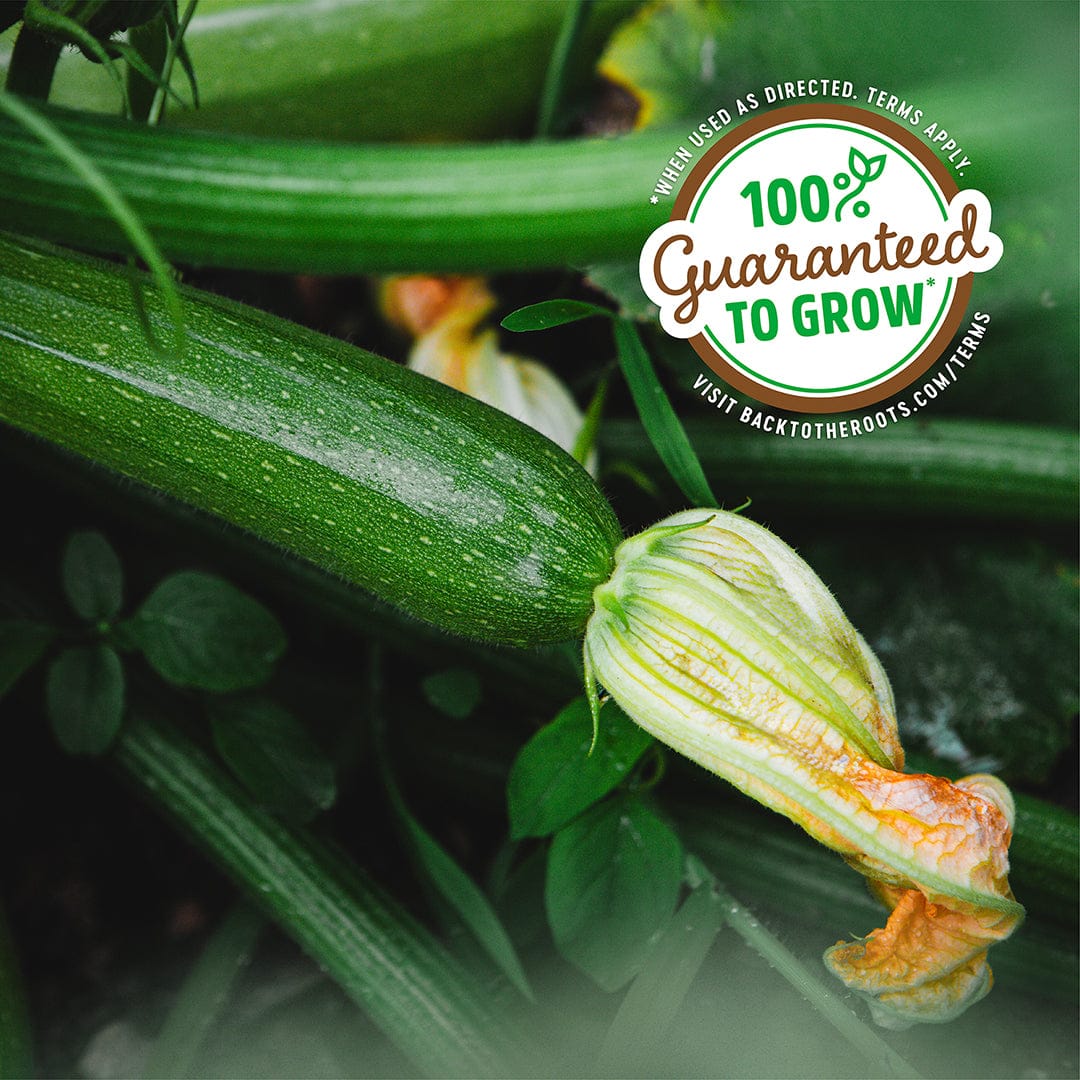 Organic Zucchini Seeds — 'Fordhook' • Summer Squash - Image 5