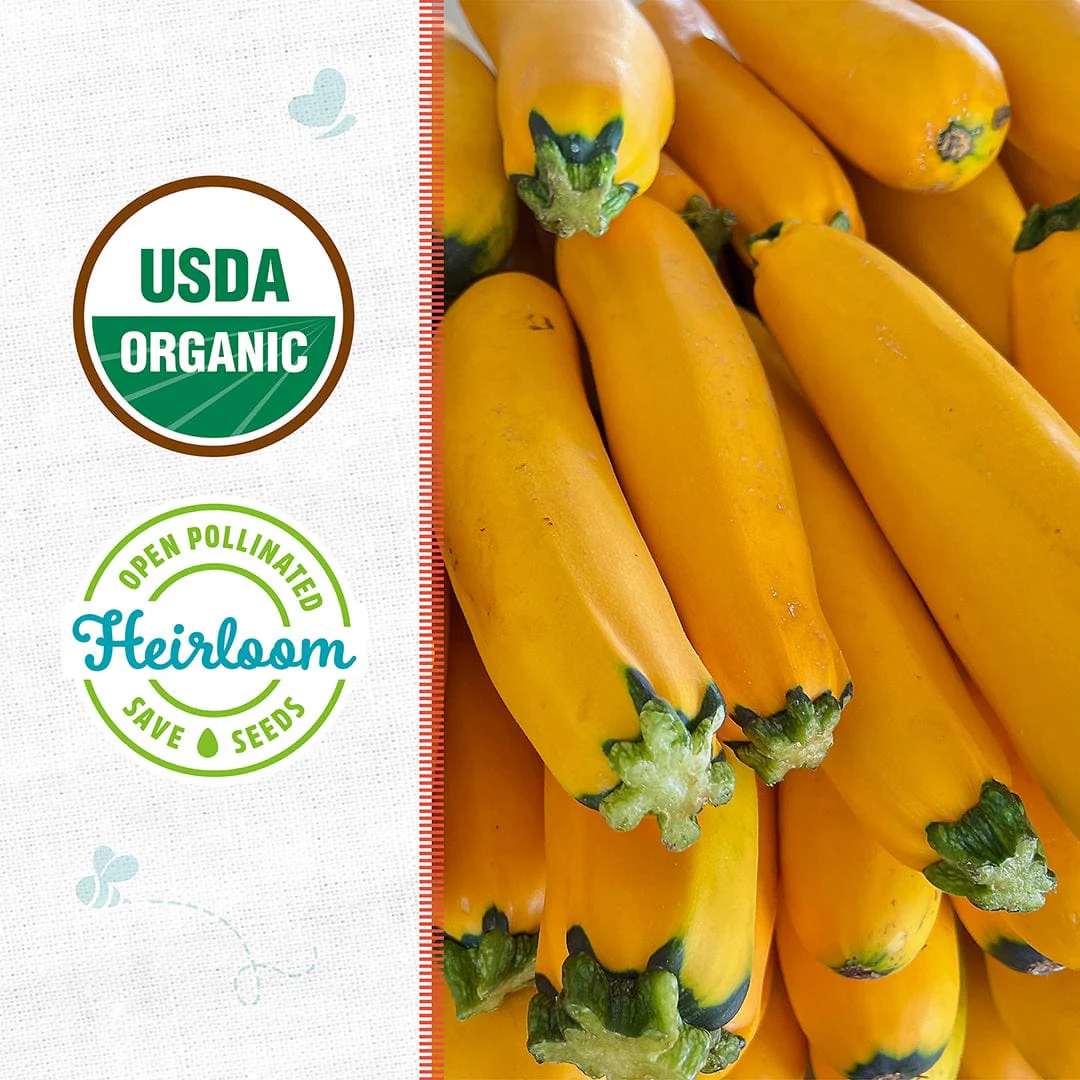 Organic Zucchini Seeds — 'Golden' - Image 2