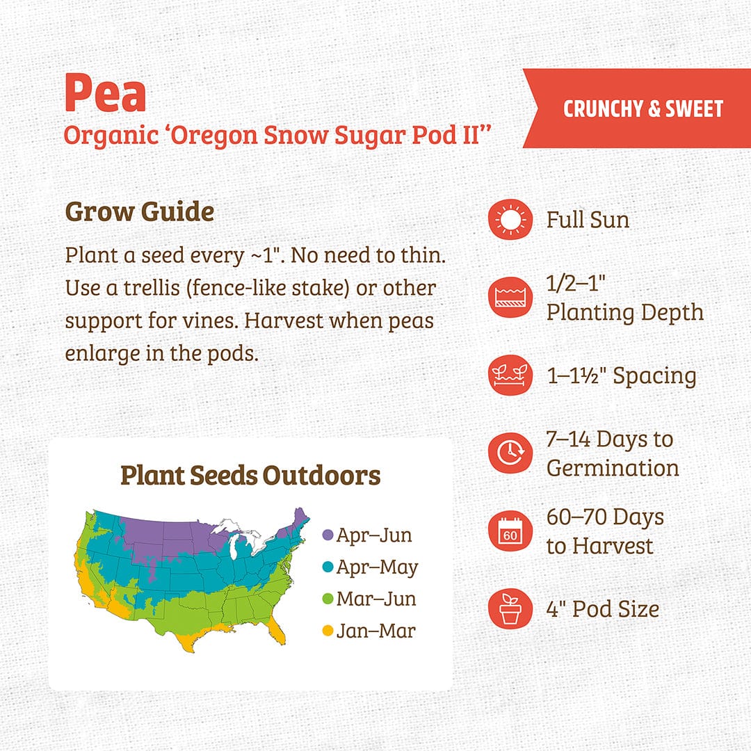 Organic Pea Seeds — 'Oregon Snow Sugar Pod II' - Image 3