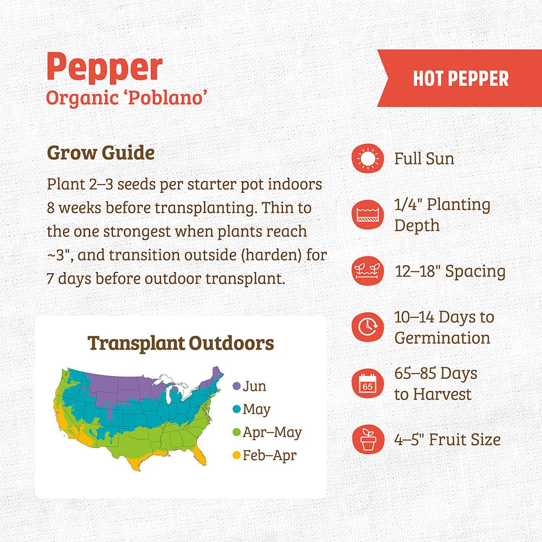 Organic Pepper Seeds — 'Poblano' - Image 3