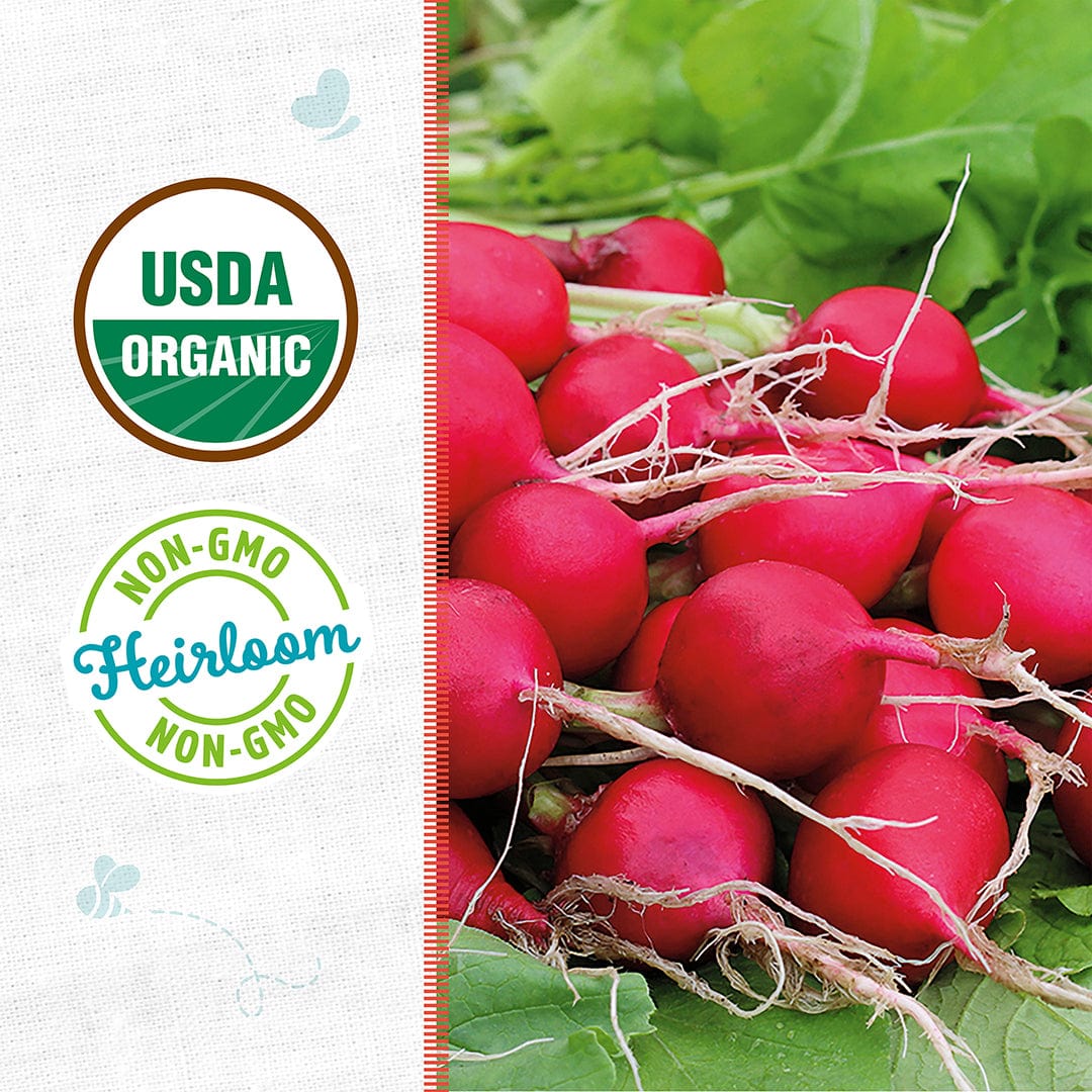 Organic Radish Seeds — 'Cherry Belle' - Image 2
