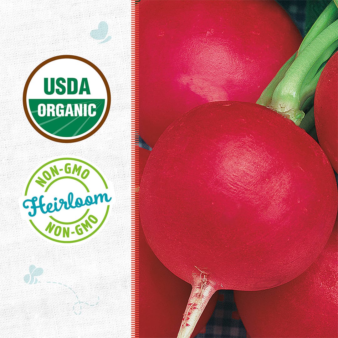 Organic Radish Seeds — 'German Giant' - Image 2