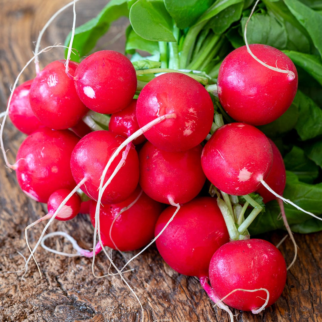 Organic Radish Seeds — 'German Giant' - Image 6