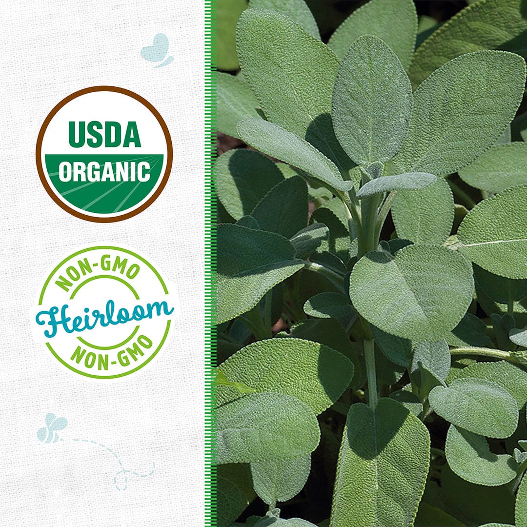 Organic Sage Seeds — 'Broadleaf' - Image 2