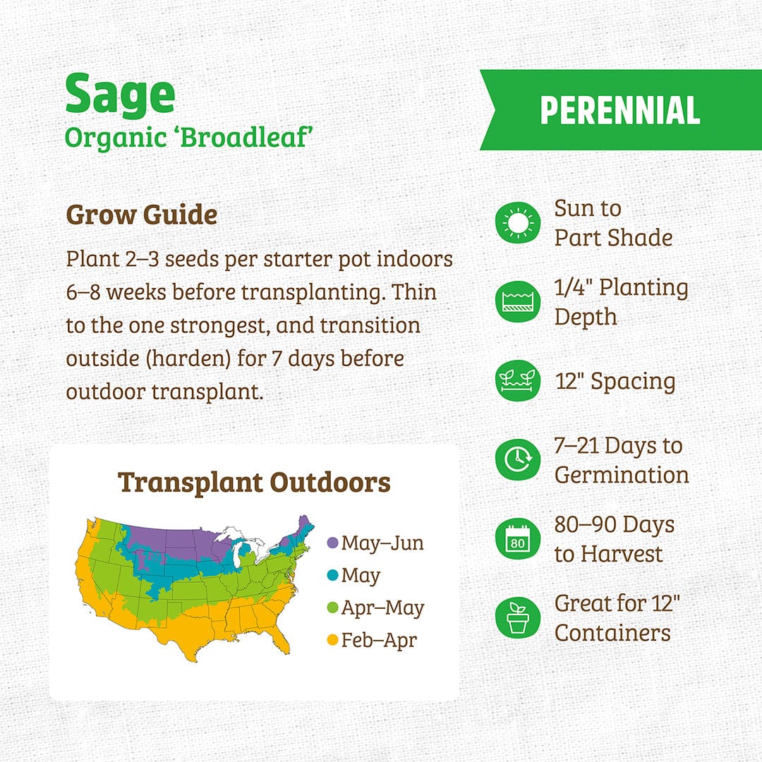 Organic Sage Seeds — 'Broadleaf' - Image 3