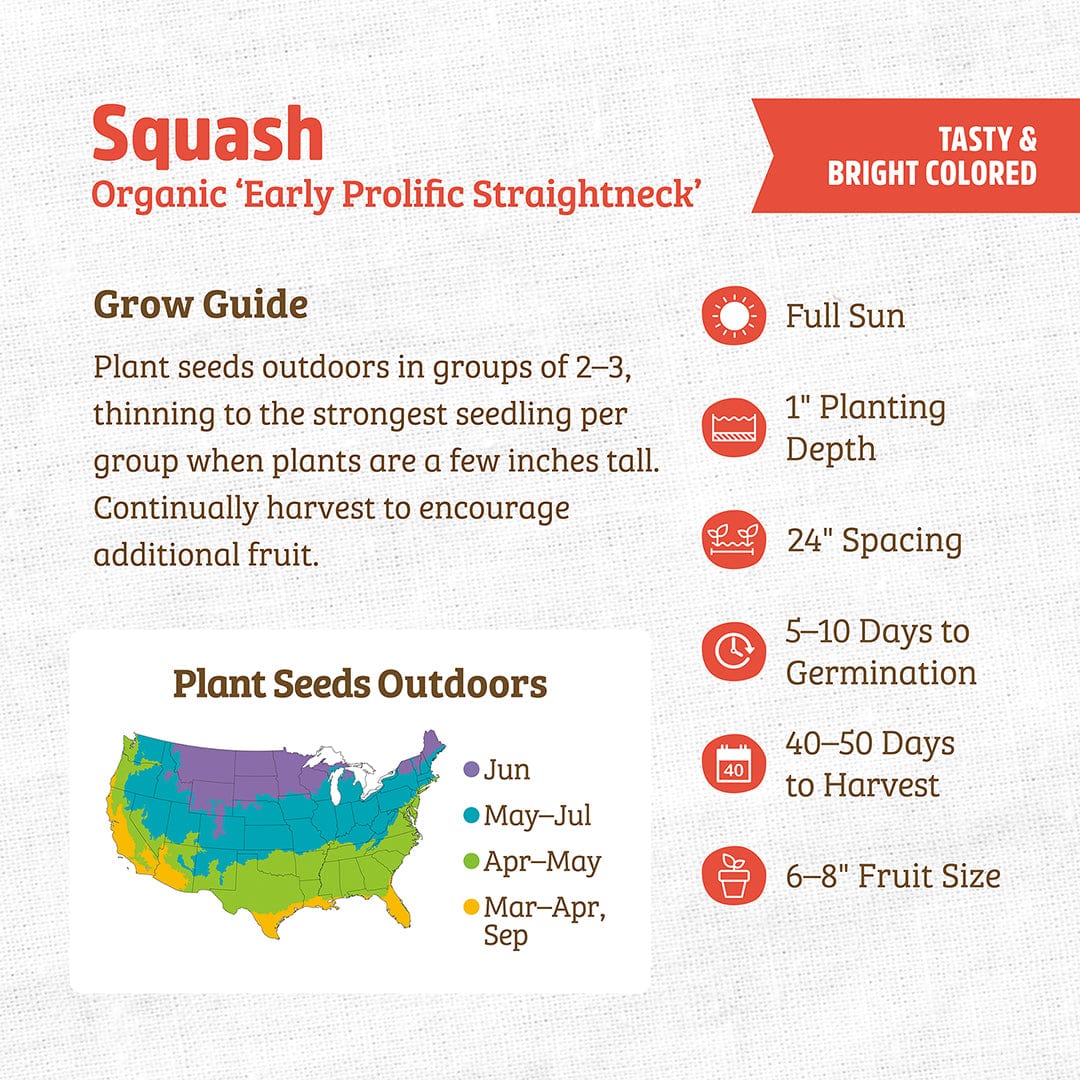 Organic Squash Seeds — 'Early Prolific Straightneck' - Image 3