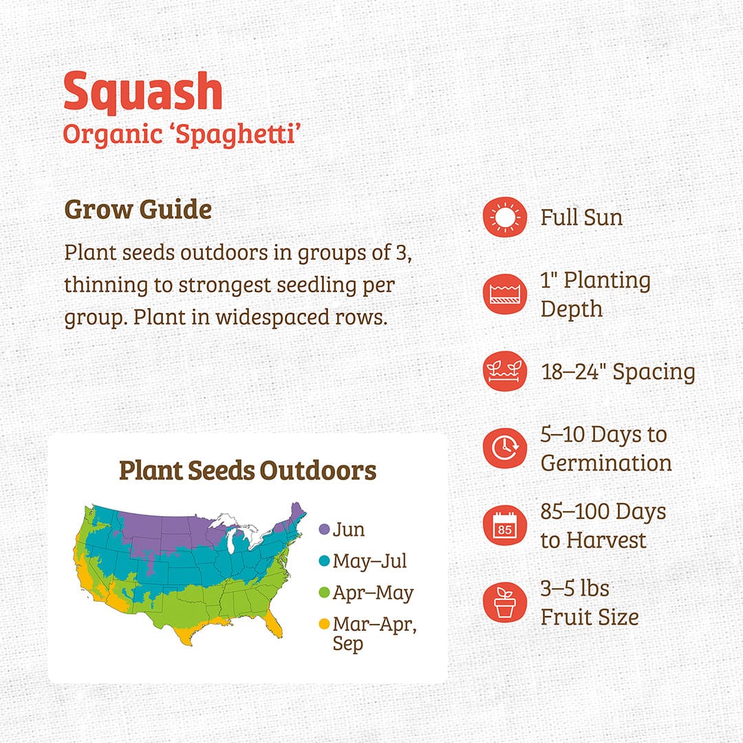 Organic Squash Seeds — 'Spaghetti' - Image 3