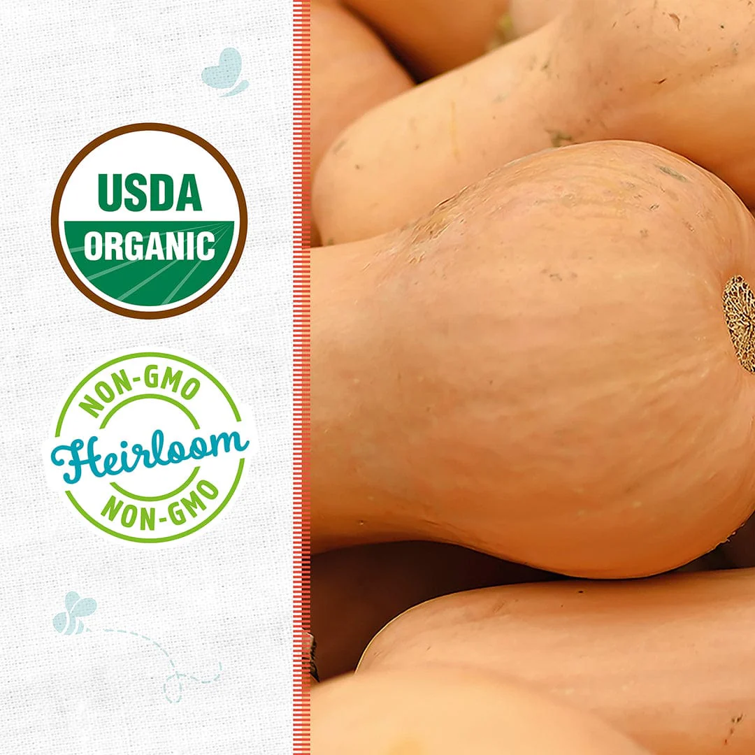 Organic Squash Seeds — 'Waltham Butternut' - Image 2