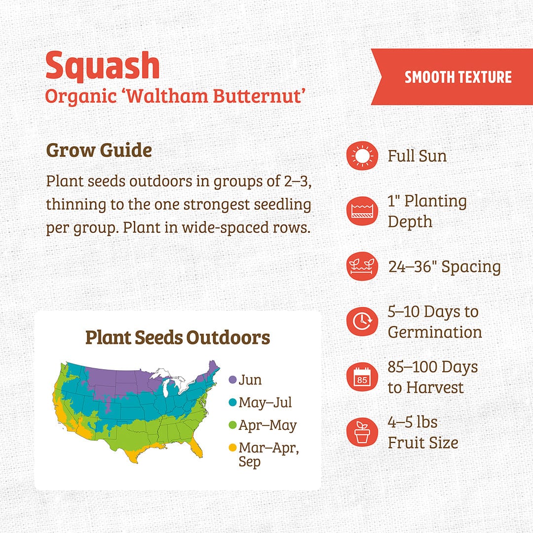 Organic Squash Seeds — 'Waltham Butternut' - Image 3