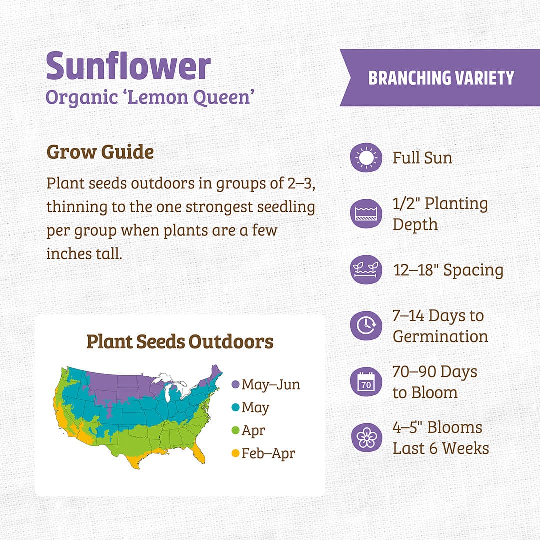 Organic Sunflower Seeds — 'Lemon Queen' - Image 3