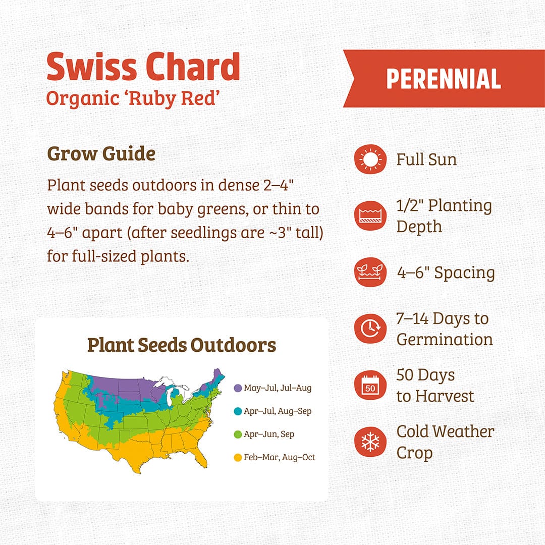 Organic Swiss Chard Seeds — 'Ruby Red' - Image 3