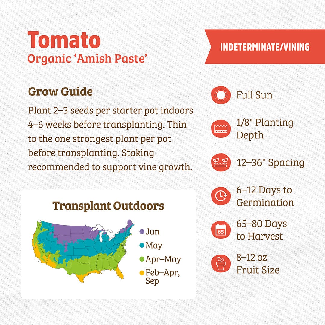 Organic Tomato Seeds — 'Amish Paste' - Image 3
