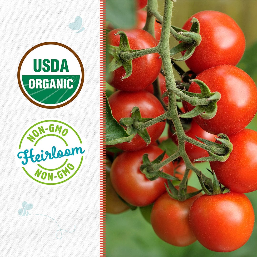 Organic Tomato Seeds — 'Red Cherry' - Image 2