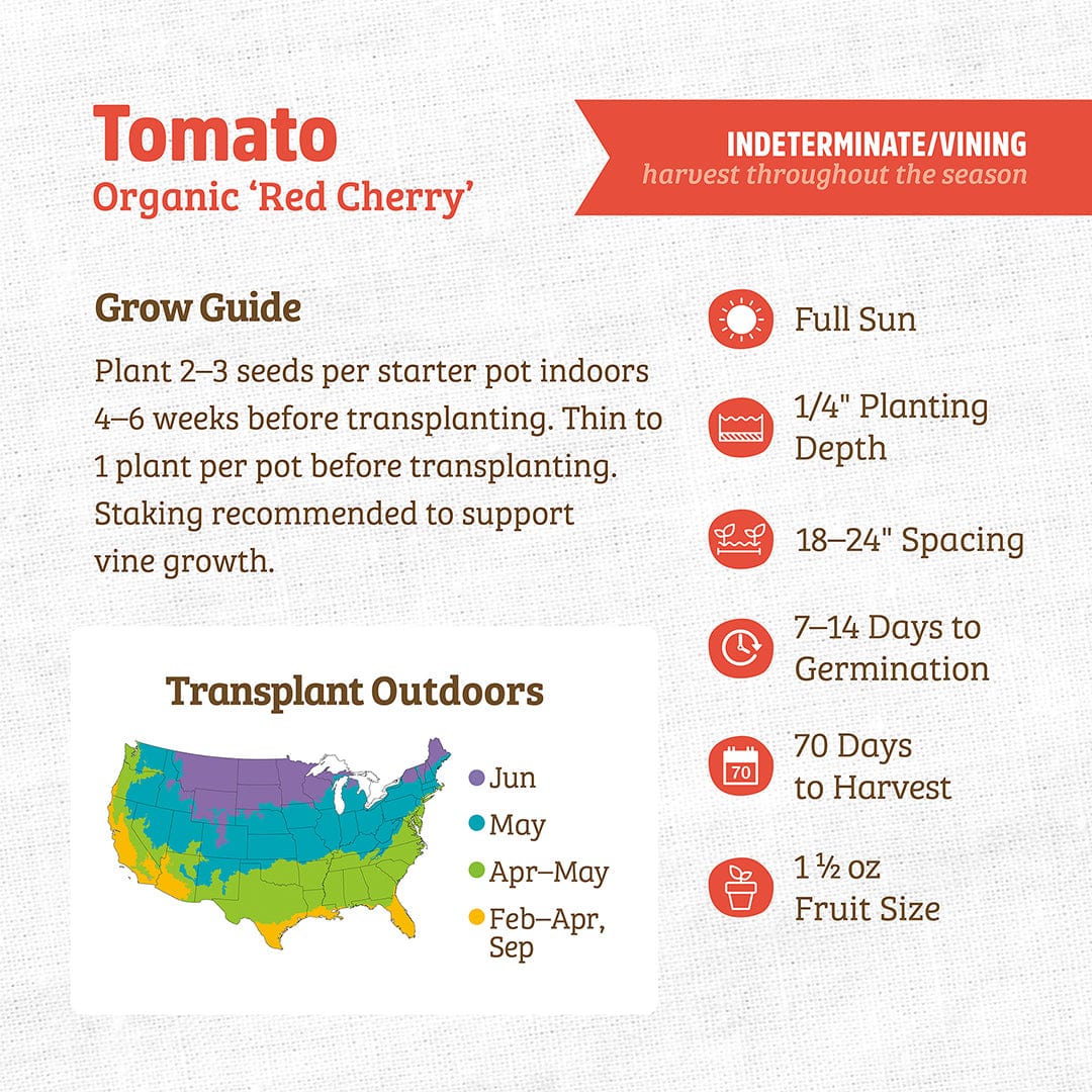 Organic Tomato Seeds — 'Red Cherry' - Image 3