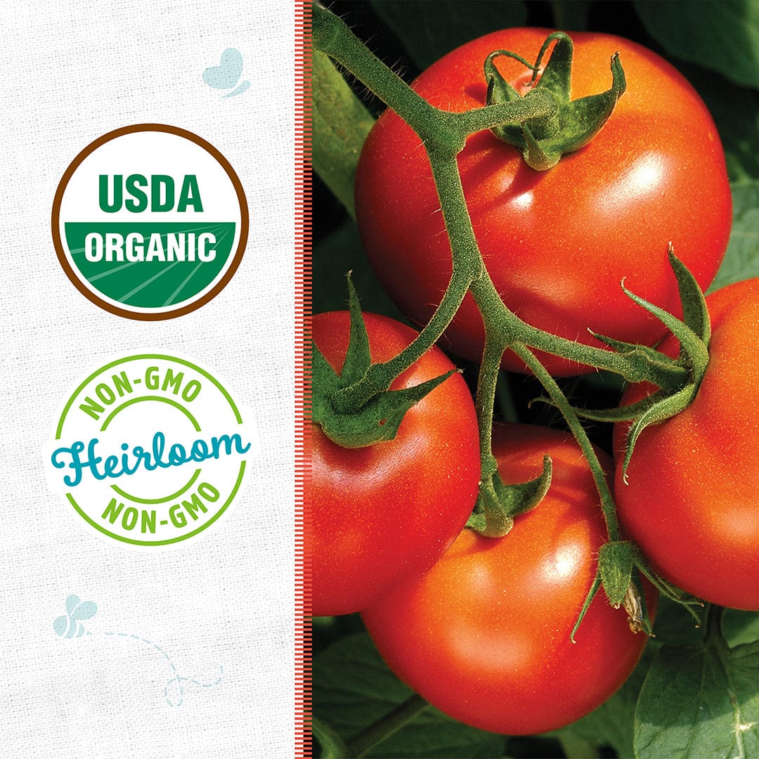 Organic Tomato Seeds — 'Rutgers' - Image 2