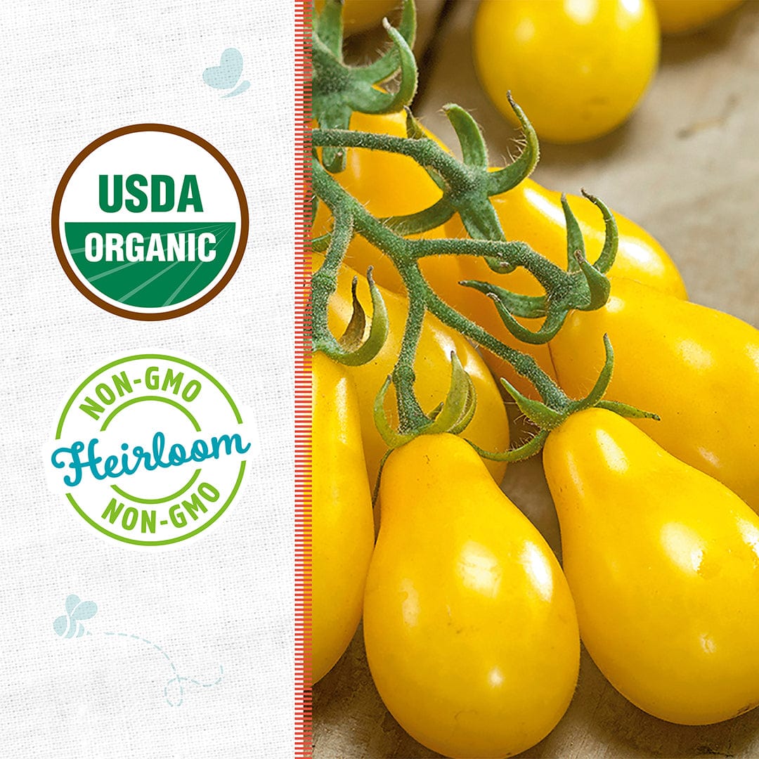 Organic Tomato Seeds — 'Yellow Pear' - Image 2